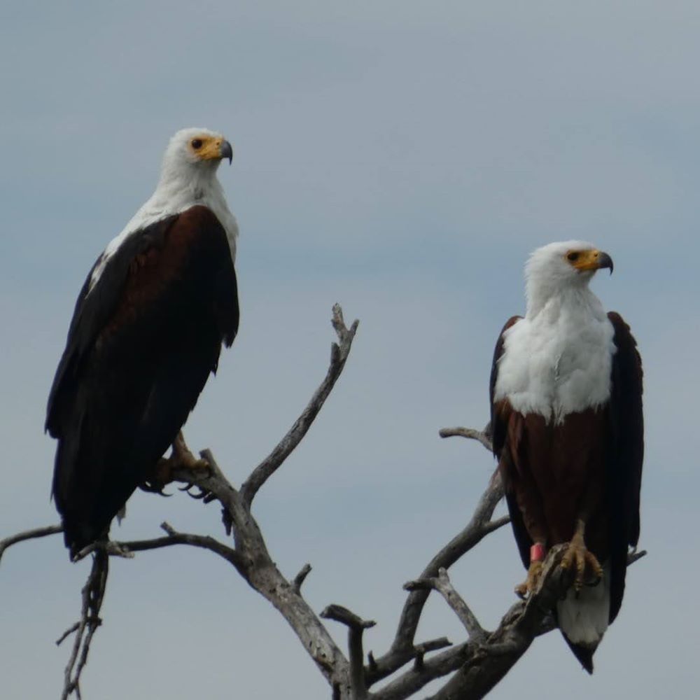 Birdwatching