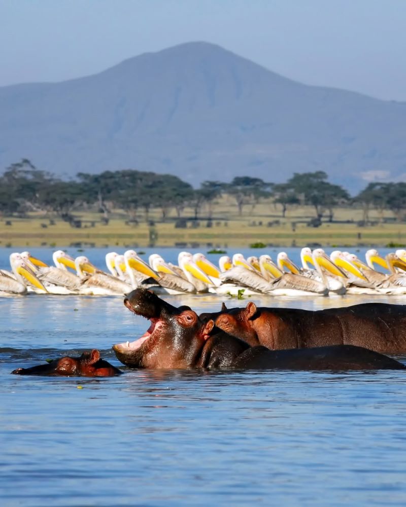 Lake Naivasha Boat Rides